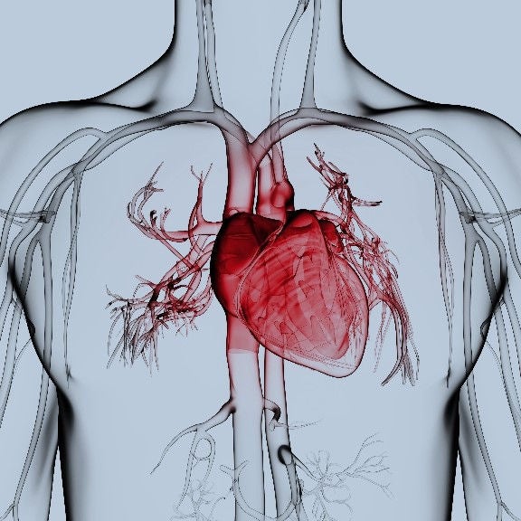 Menschliches Herz und Blutgefäße