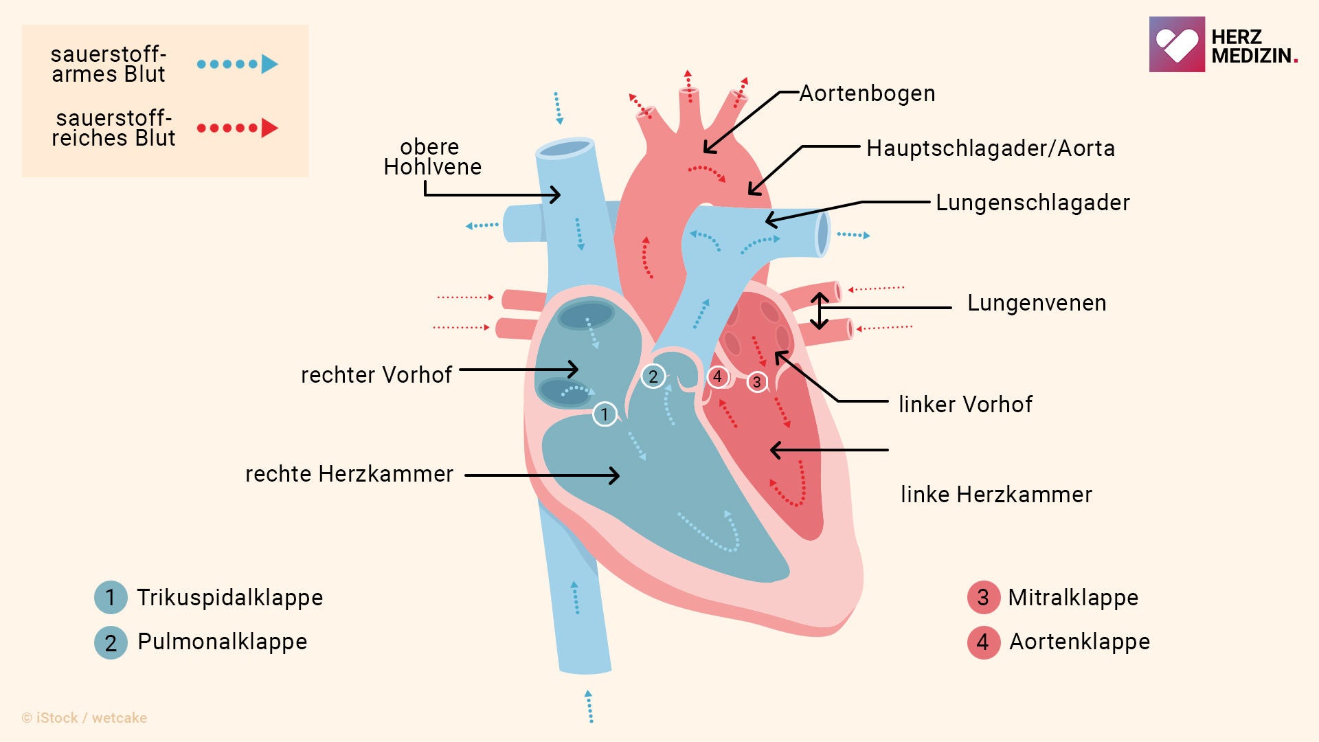 Eine Grafik zeigt den Kreislauf des Blutes durch die Vorhöfe und Hauptkammern des Herzens.